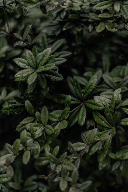 Free Detailed shot of lush green leaves covered in water droplets, creating a fresh, natural look. Stock Photo