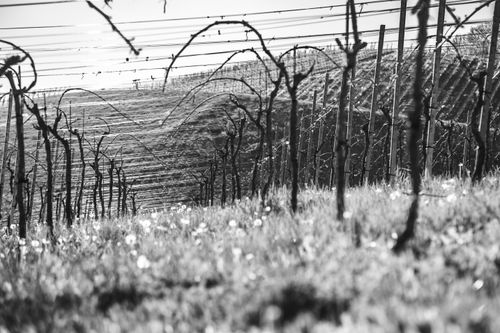 Free Grayscale photo of a vineyard with leafless vines in a field, showcasing rural serenity. Stock Photo