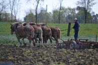 Free stock photo of adult, agriculture, cart