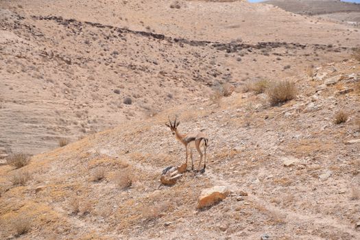 A lone antelope standing on a sunlit rocky desert hillside, embodying wildlife resilience.