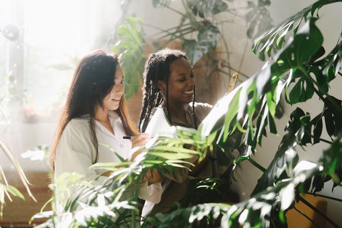 Free Two women botanists examining monstera plants indoors with sunlight filtering through leaves. Stock Photo