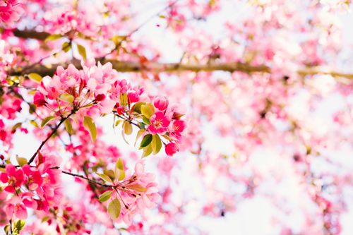 Free Close-up of vibrant pink Malus spectabilis blossoms in spring, highlighting their delicate beauty. Stock Photo