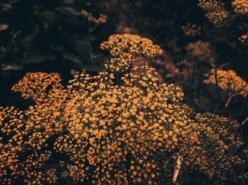 Free A detailed view of blooming yellow wildflowers, capturing the essence of nature's growth and springtime beauty. Stock Photo