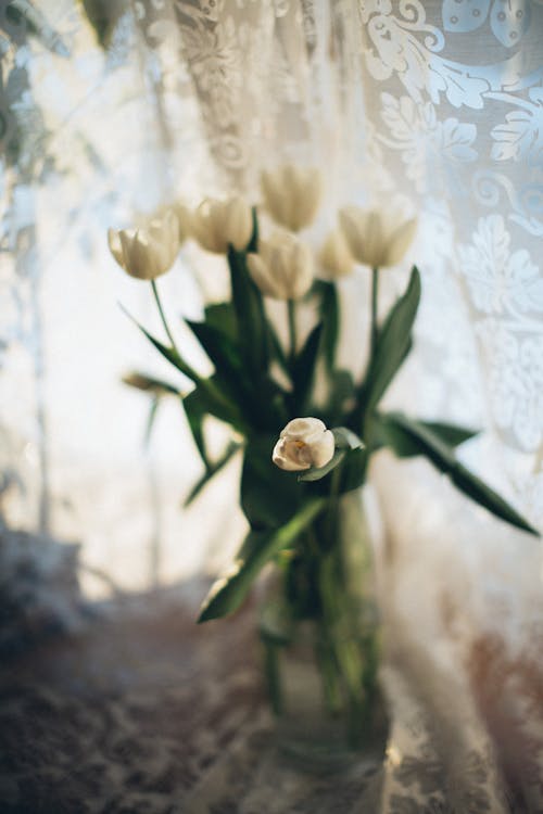 垂直拍攝, 插花, 白花 的 免費圖庫相片