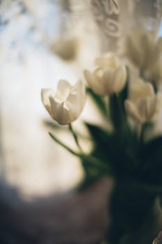 A close-up shot of blooming white tulips with a soft, dreamy background.