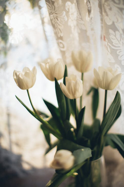 Ingyenes stockfotó fehér tulipánok, függőleges lövés, virágfotózás témában