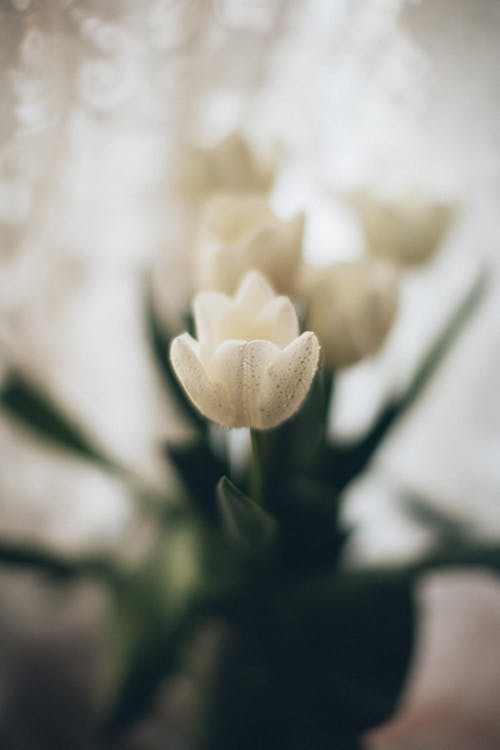 Head of a White Blooming Tulip