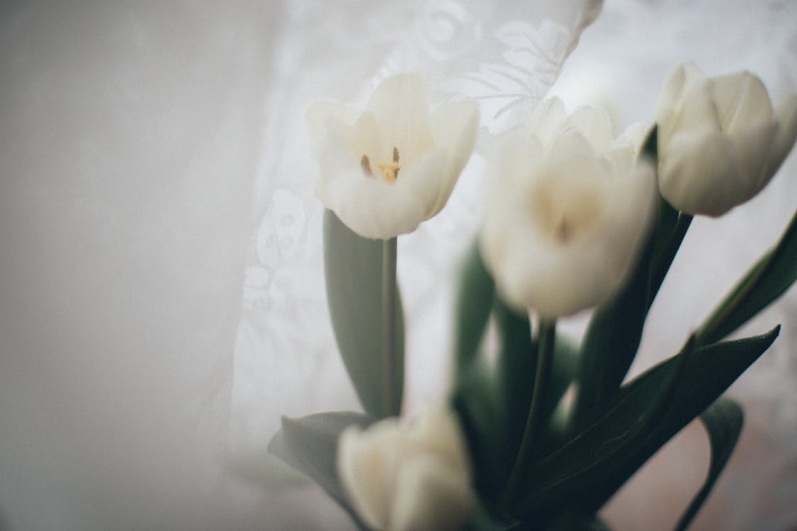 Close-Up Shot of White Tulips