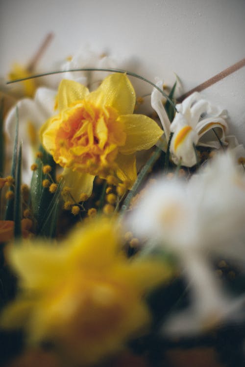 Yellow Flowers in Close Up Photography