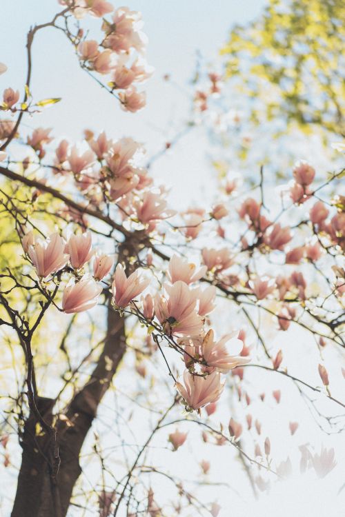 Free Delicate pink magnolia flowers bloom against a bright spring sky, capturing seasonal beauty. Stock Photo