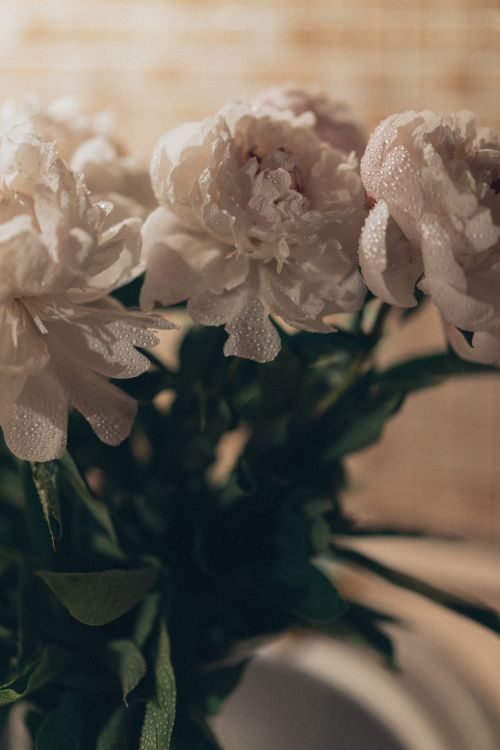 Free Close-up of delicate peonies with fresh water droplets, capturing nature's elegance. Stock Photo