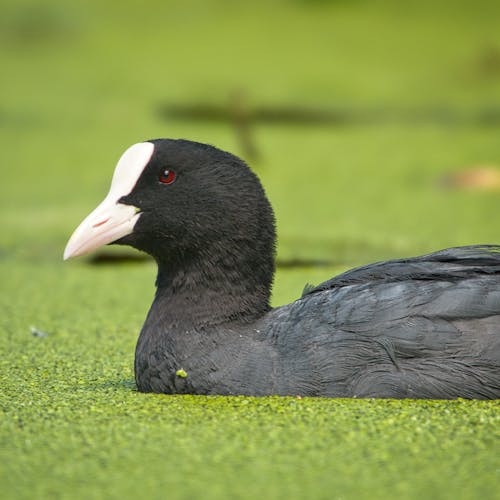 Free stock photo of close-up, coot, green