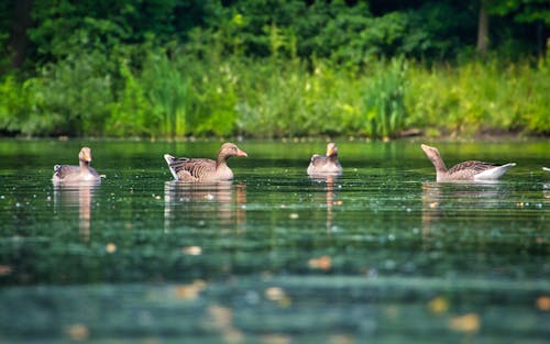 Ducks on Body of Water