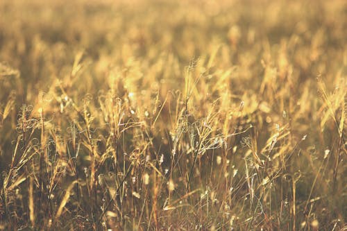 Photo of a Grass Field