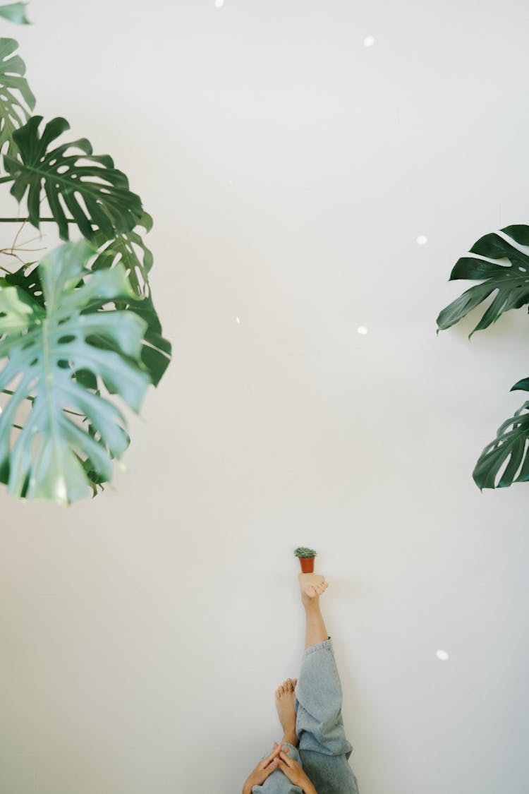 Legs Propped Up Against Wall Holding Tiny Houseplant