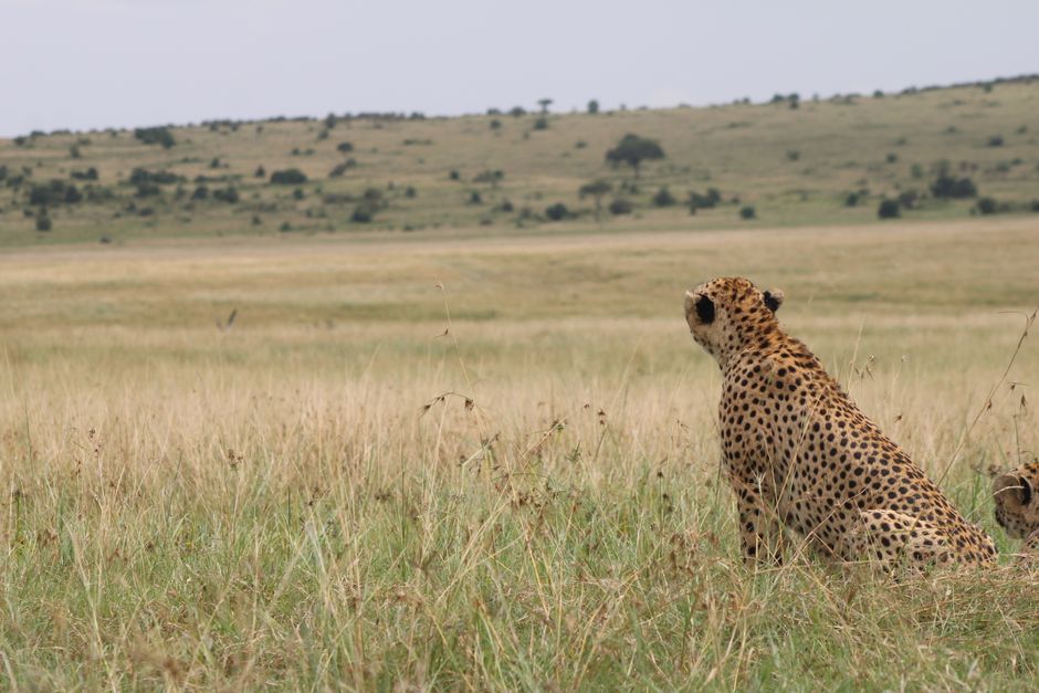 Amazing Conquer Mt Kenya in 4 Days Sirimon to Chogoria Route Adventure Review 2026 - Cheetah resting in the vast African savannah, showcasing its natural habitat and wildlife charm.