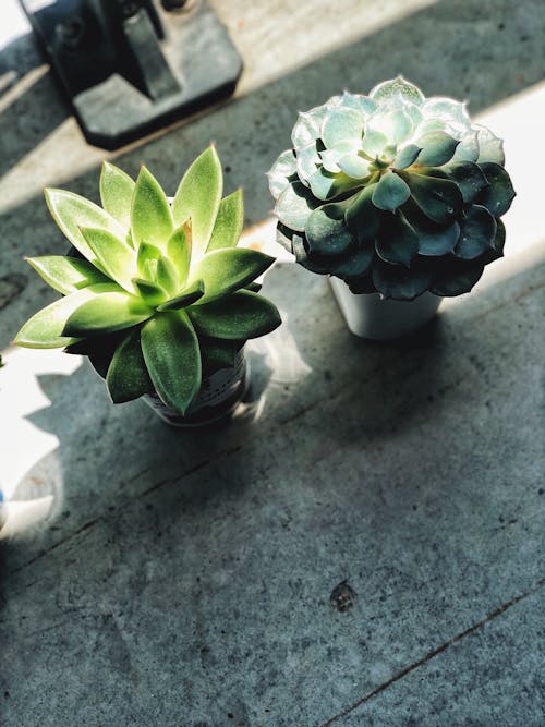 Green Succulent Plants in White Ceramic Vase