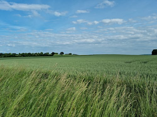 Scenic View of a Grassy Field