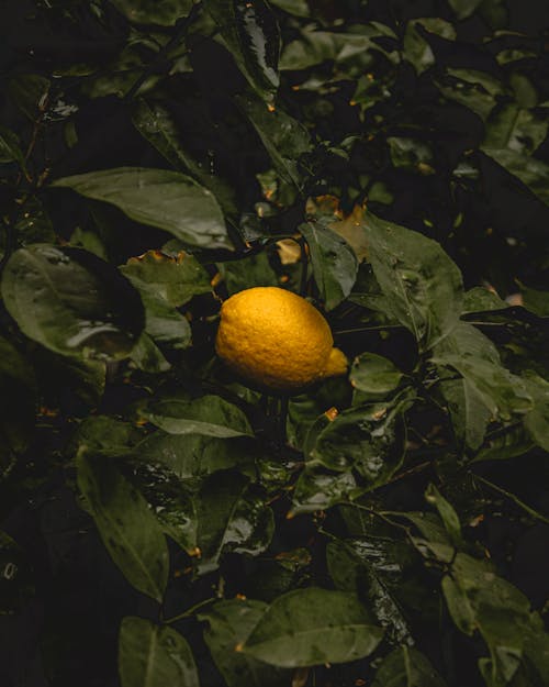 Yellow Lemon Fruit on Green Leaves 