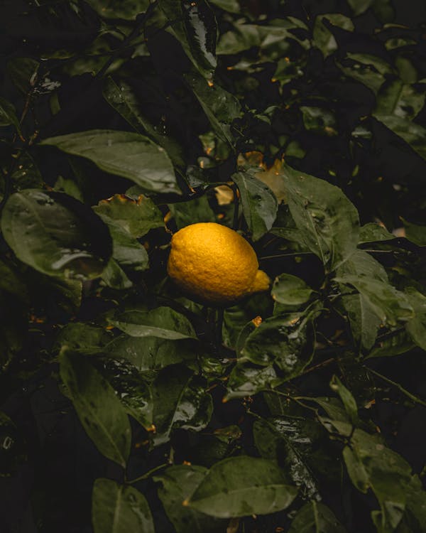 Free Yellow Lemon Fruit on Green Leaves  Stock Photo