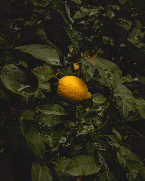 Free A vibrant lemon on a tree surrounded by dark, glossy green leaves. Stock Photo