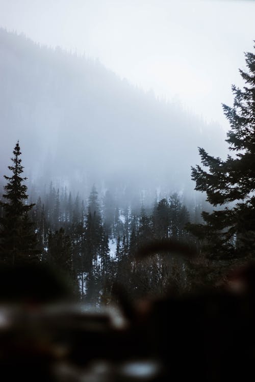 Fotos de stock gratuitas de bosque, con neblina, con niebla