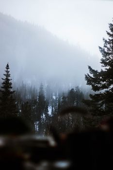 Foggy winter forest landscape with pine trees and misty mountains.
