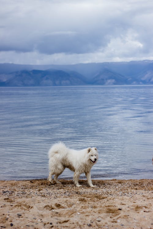 Free White Dog Near Body of water Stock Photo