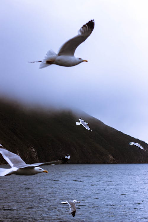Free Flock of Birds Flying Above the Sea by the Mountain Stock Photo