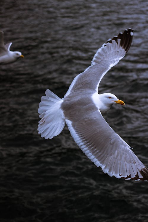 Free Bird Flying Over a Body of Water Stock Photo