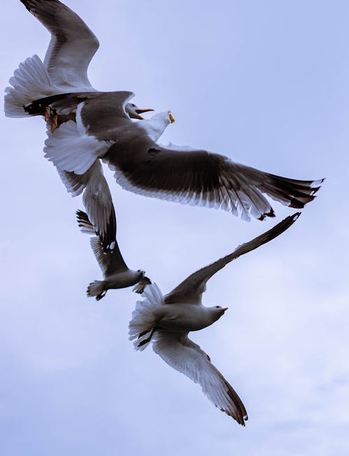 Flock of Birds Flying Together