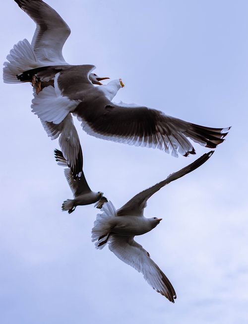 Free A serene scene of seagulls in mid-flight against a clear blue sky. Stock Photo