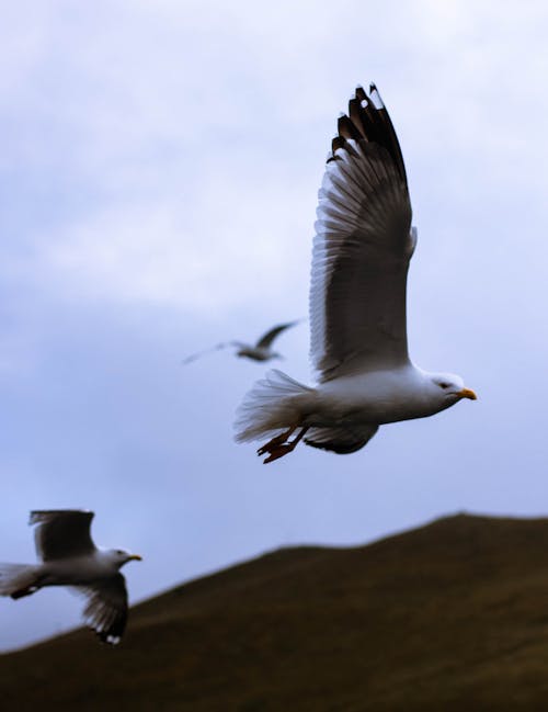 бесплатная Бесплатное стоковое фото с вертикальный выстрел, животные, крылья Стоковое фото