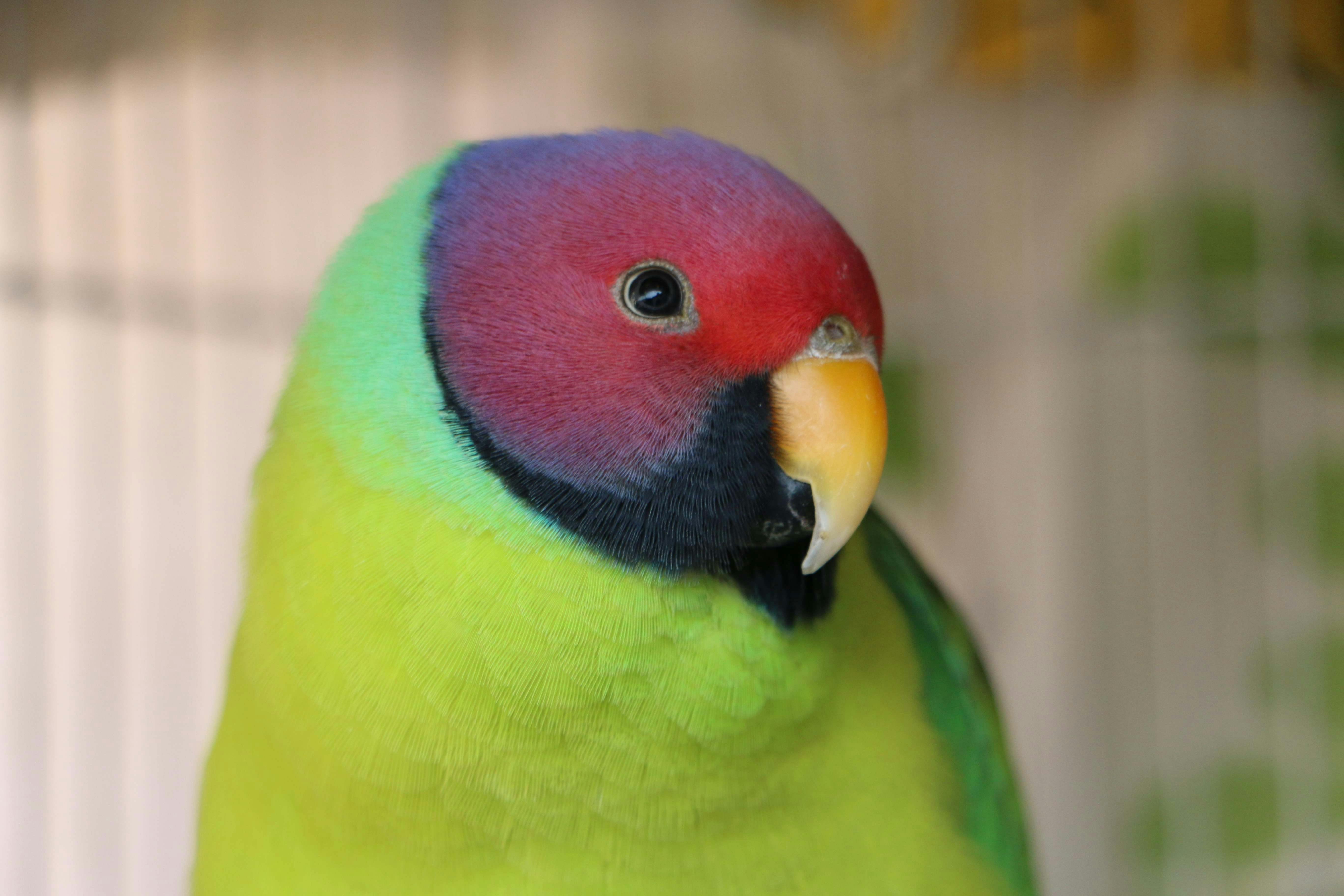 Foto Stok Gratis Tentang Burung Beo Hewan Peliharaan Hewan Piaraan