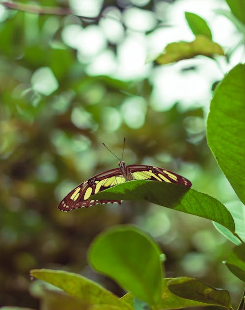 Yellow and Black Butterfly on Green Leaf