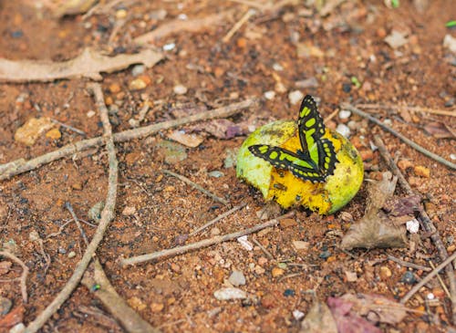 Free stock photo of bees, butterfly, butterfly background