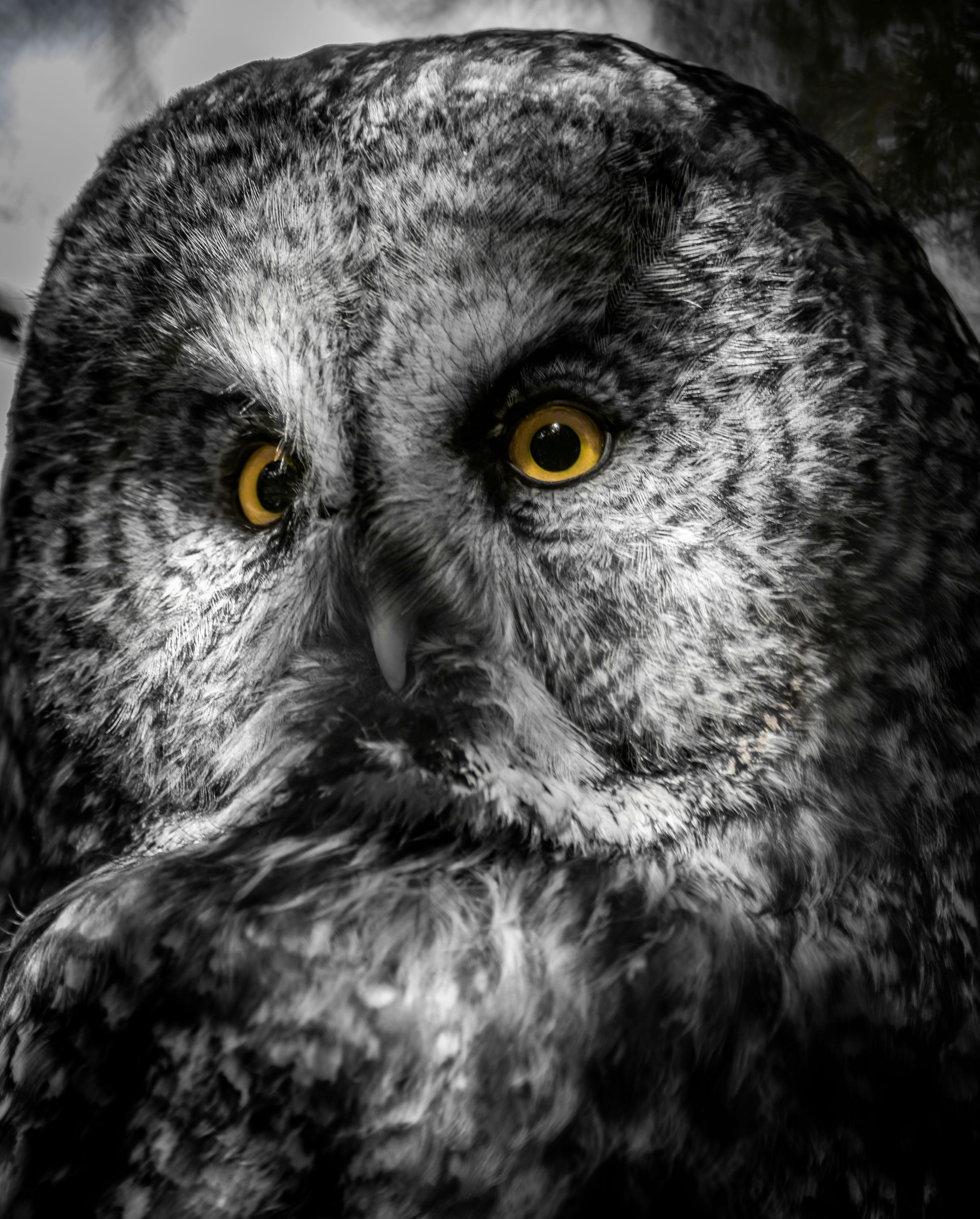 600+ Wallpaper Bagus Burung HD Terbaru 600+ Wallpaper Bagus Burung HD Terbaru