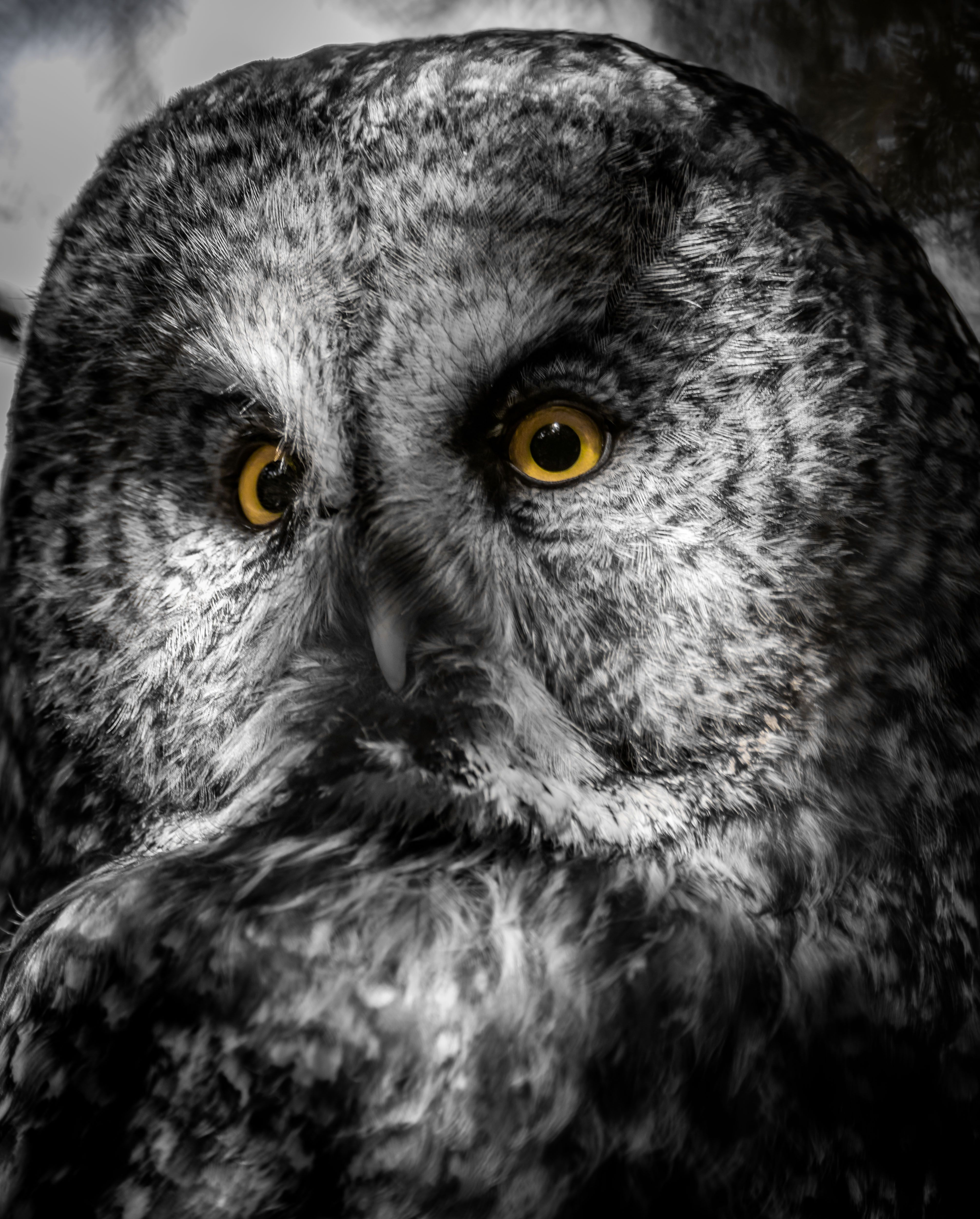 Foto Stok Gratis Tentang Abu Abu Yang Bagus Burung Hantu Mata