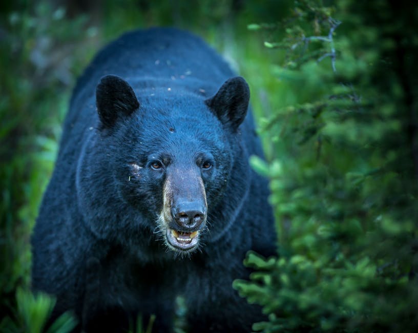 Free stock photo of animal, bear, black bear