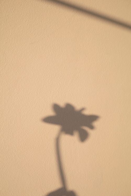 Flower Shadow Shape Shadow of a Flower on White Wall · Free Stock Photo