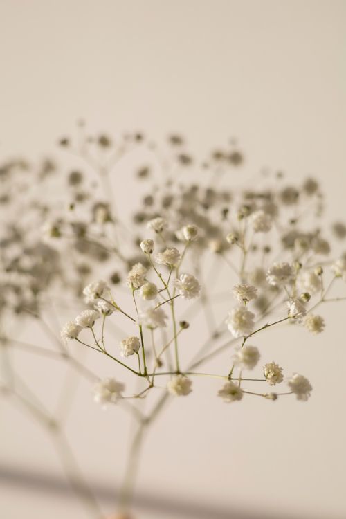 Free Minimalist close-up of baby's breath flowers in soft focus against a muted background. Stock Photo