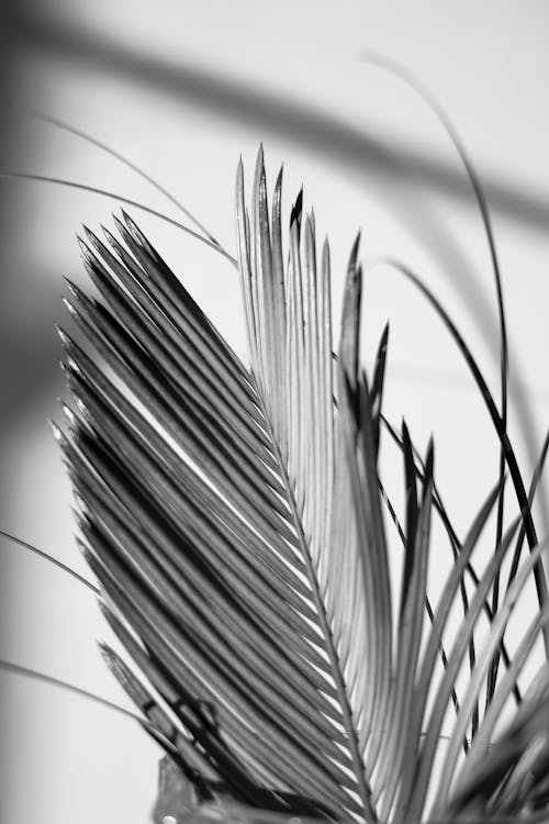 Grayscale Photo of a Palm Leaf