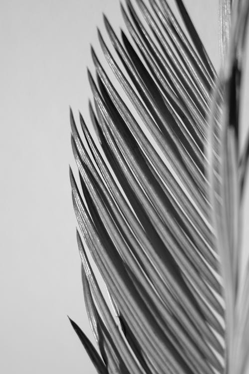 Black and White Photo of Palm Leaf