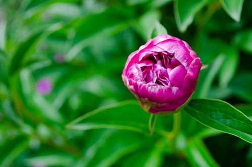 Free Close-up of a vibrant pink peony blossom surrounded by lush green leaves, showcasing natural beauty. Stock Photo