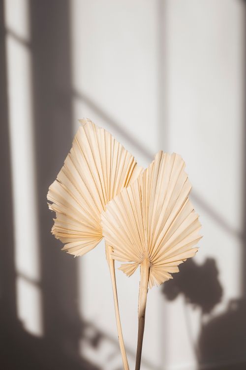 Free A serene minimalist composition of dried palm leaves casting shadows against a neutral background. Stock Photo