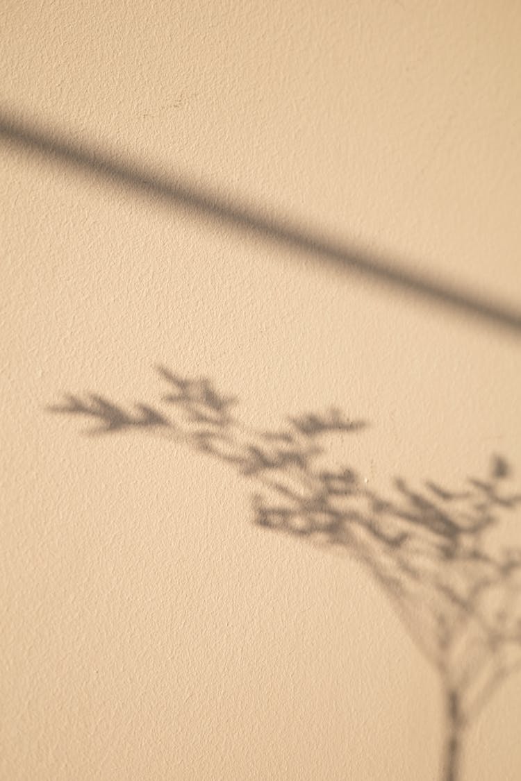 Shadow Of A Plant On The Wall