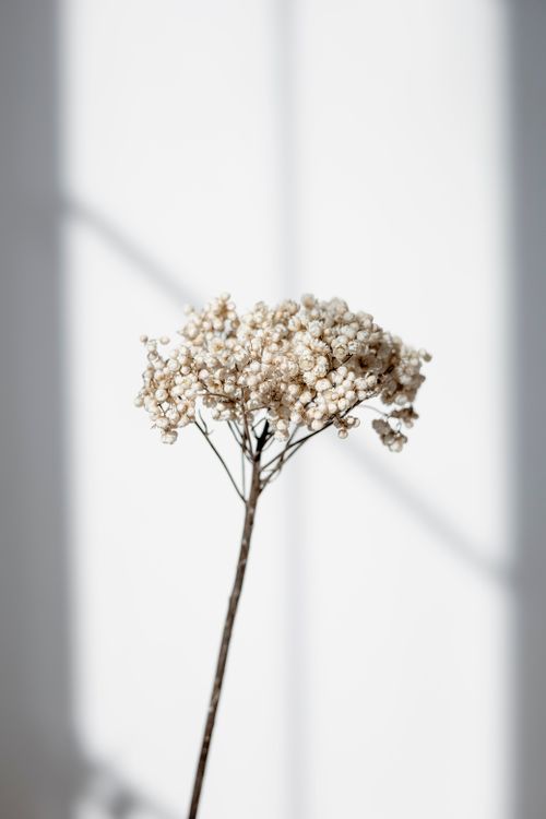 Free Delicate Gypsophila flower in close-up with subtle shadows on a white wall. Stock Photo