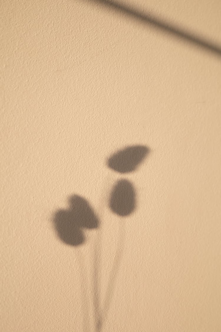 Shadow Of A Plant With Round Leaves 