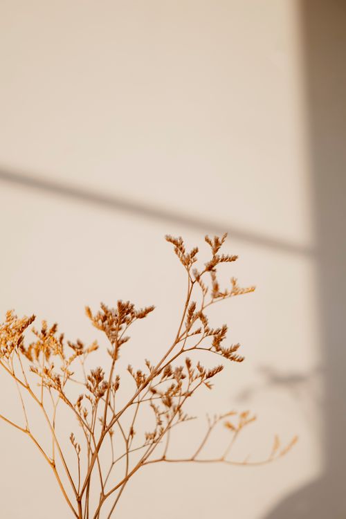 Free A minimalist view of dried plant stems casting elegant shadows on a sunlit wall. Stock Photo