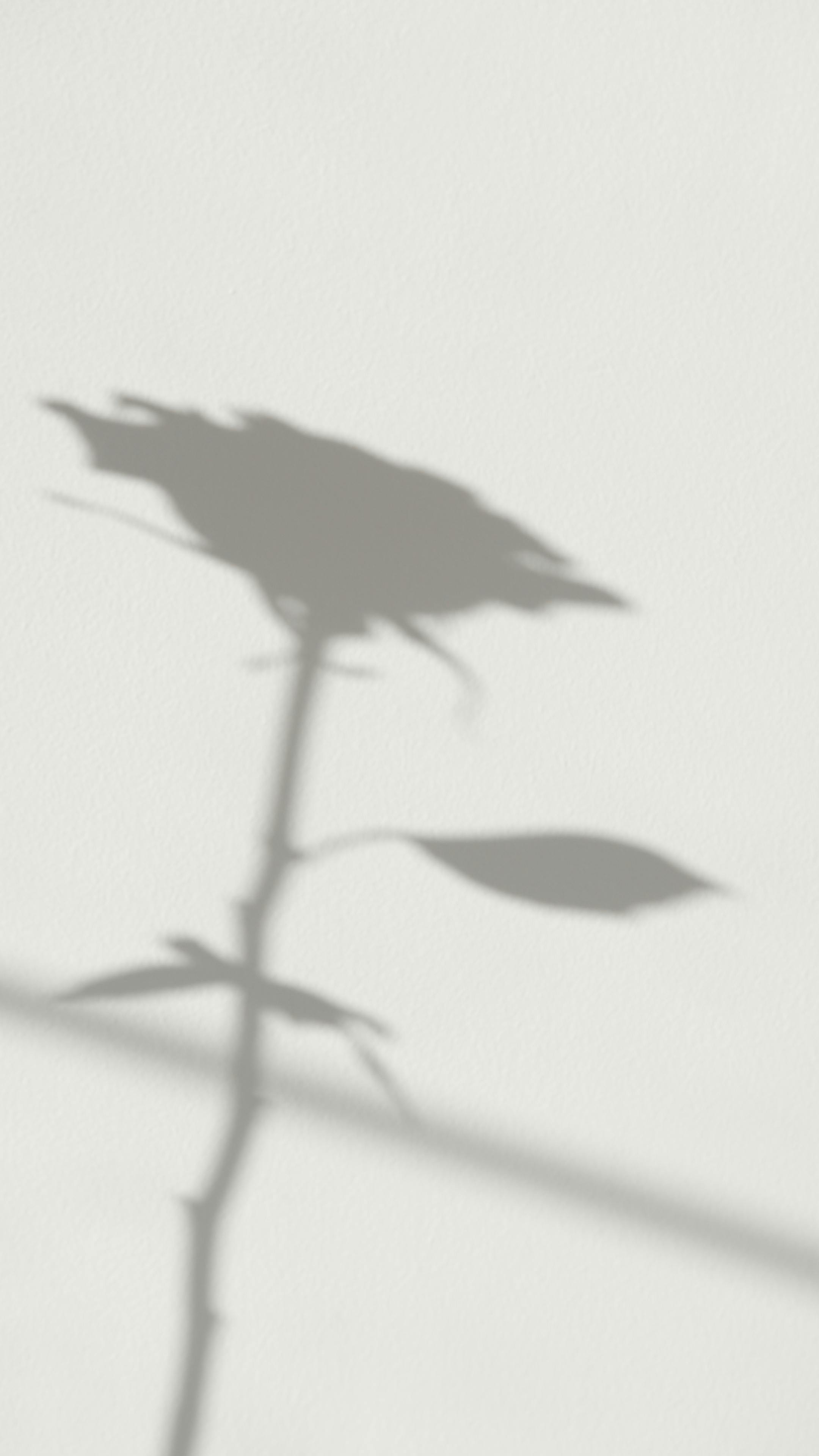 Shadow of a rose cast on a white wall, creating a minimalist artistic effect.